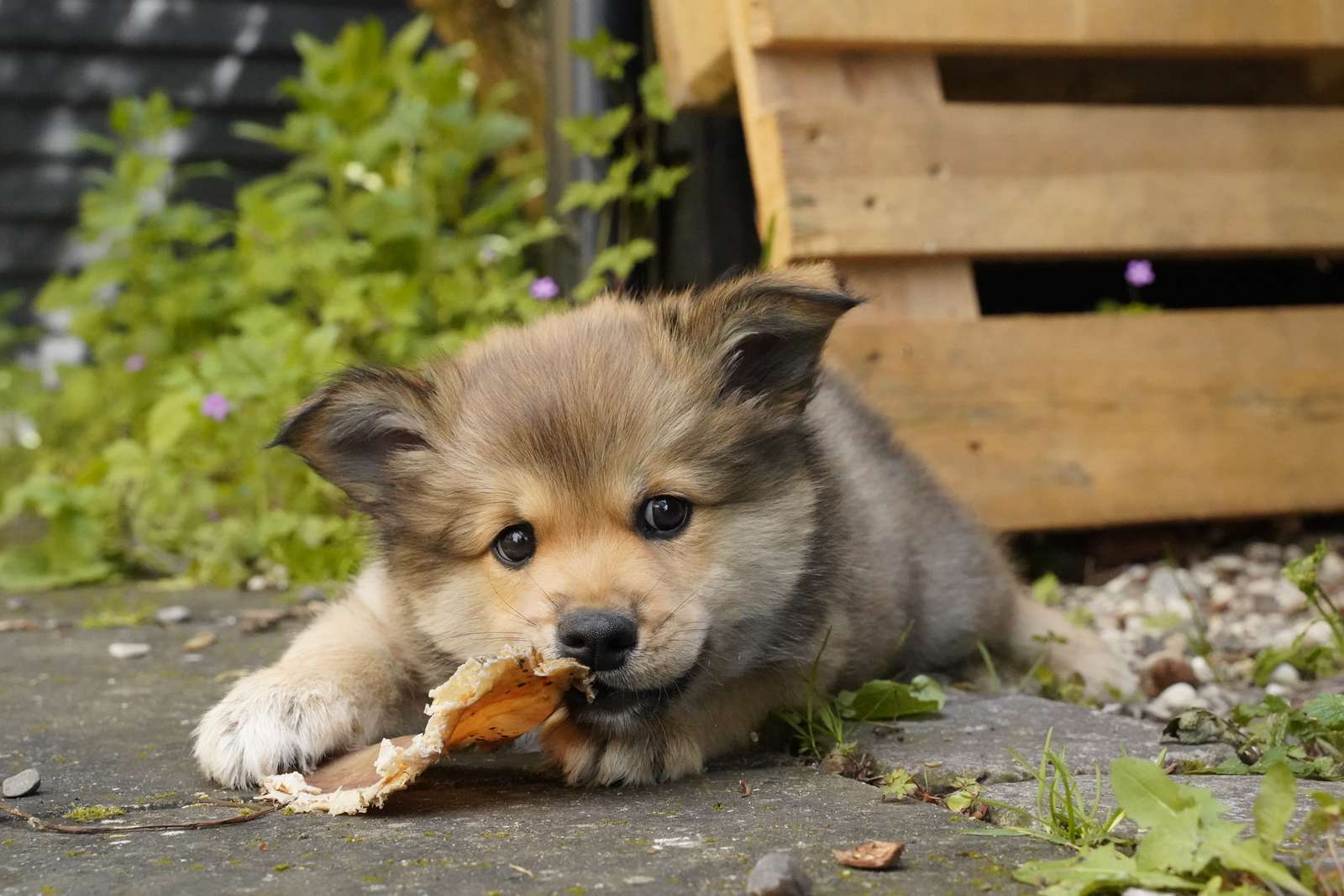 Stat uld Fredag Hvor gammel er din hund egentlig? | Dyrenes Beskyttelse