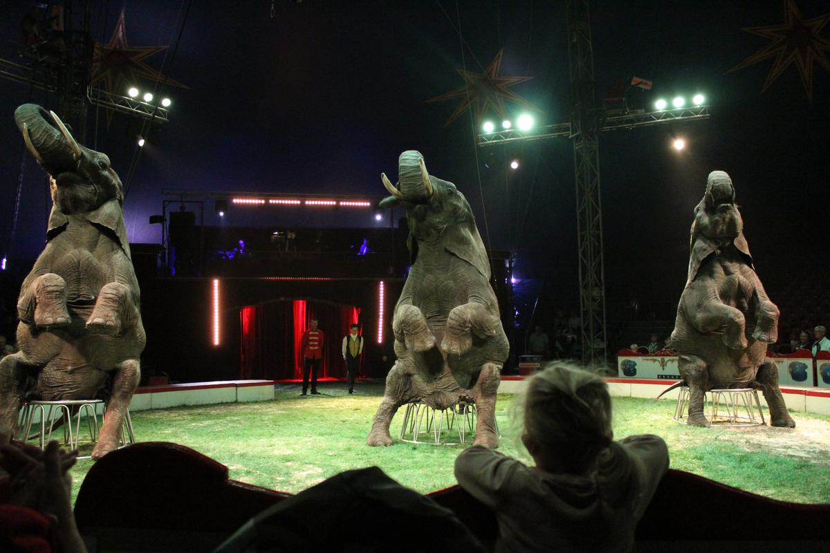 Cirkuselefanterne i Danmark er gået på pension