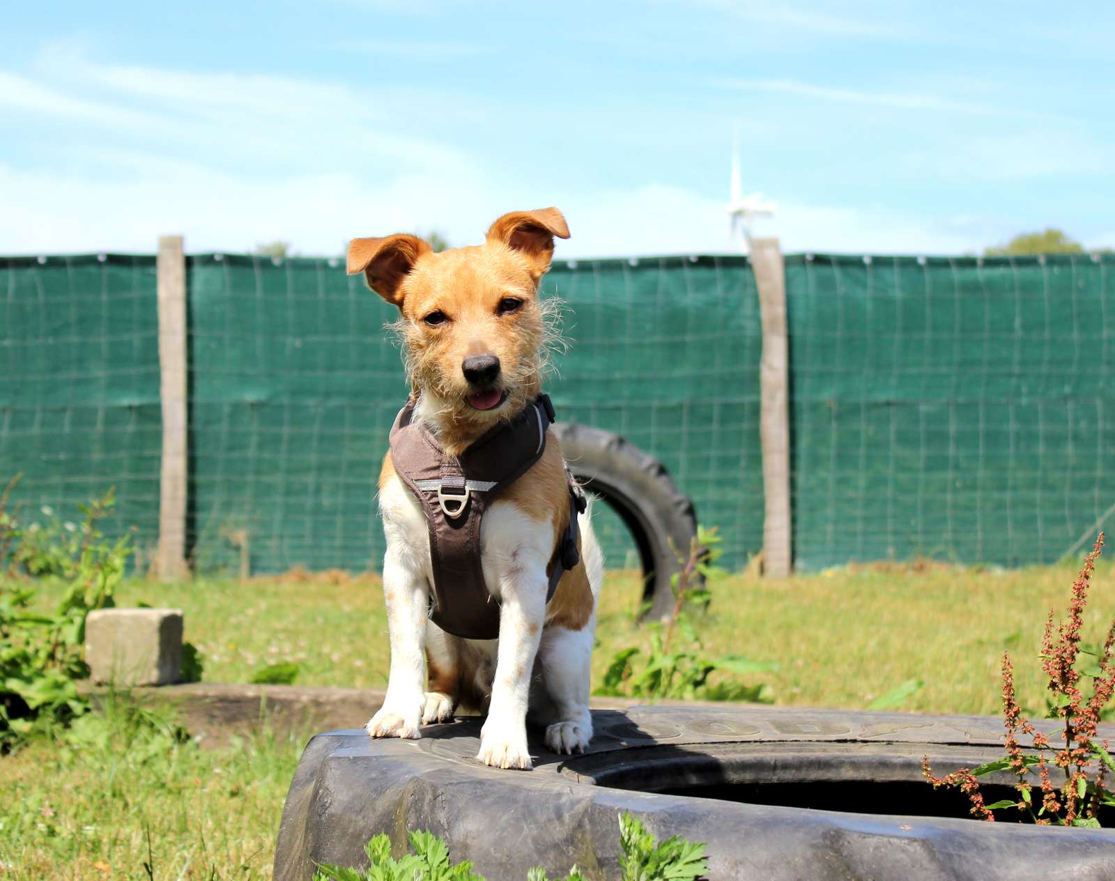 Hvad gør man, når hunden skal have nyt hjem? | Dyrenes