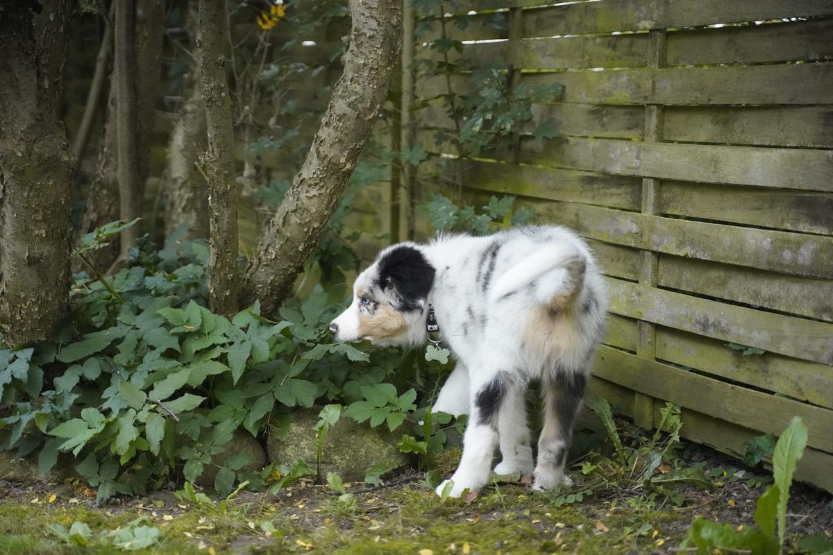 gås flare vejkryds Hvordan bliver min hund renlig? | Dyrenes Beskyttelse