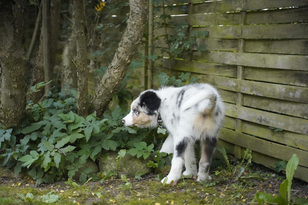 Direkte metal Uluru Hvordan bliver min hund renlig? | Dyrenes Beskyttelse