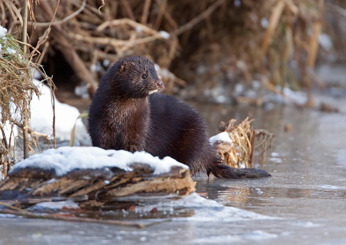 Mink i naturen