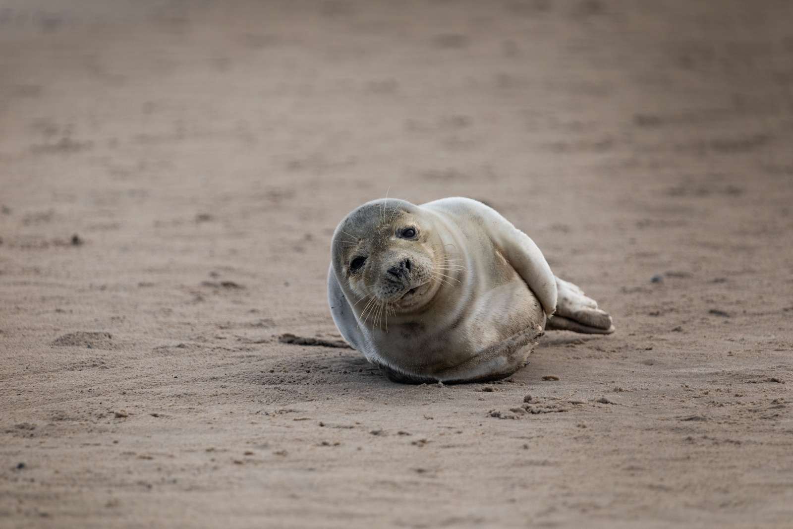 Foto: Asger Thielsen Sæl i Skagen