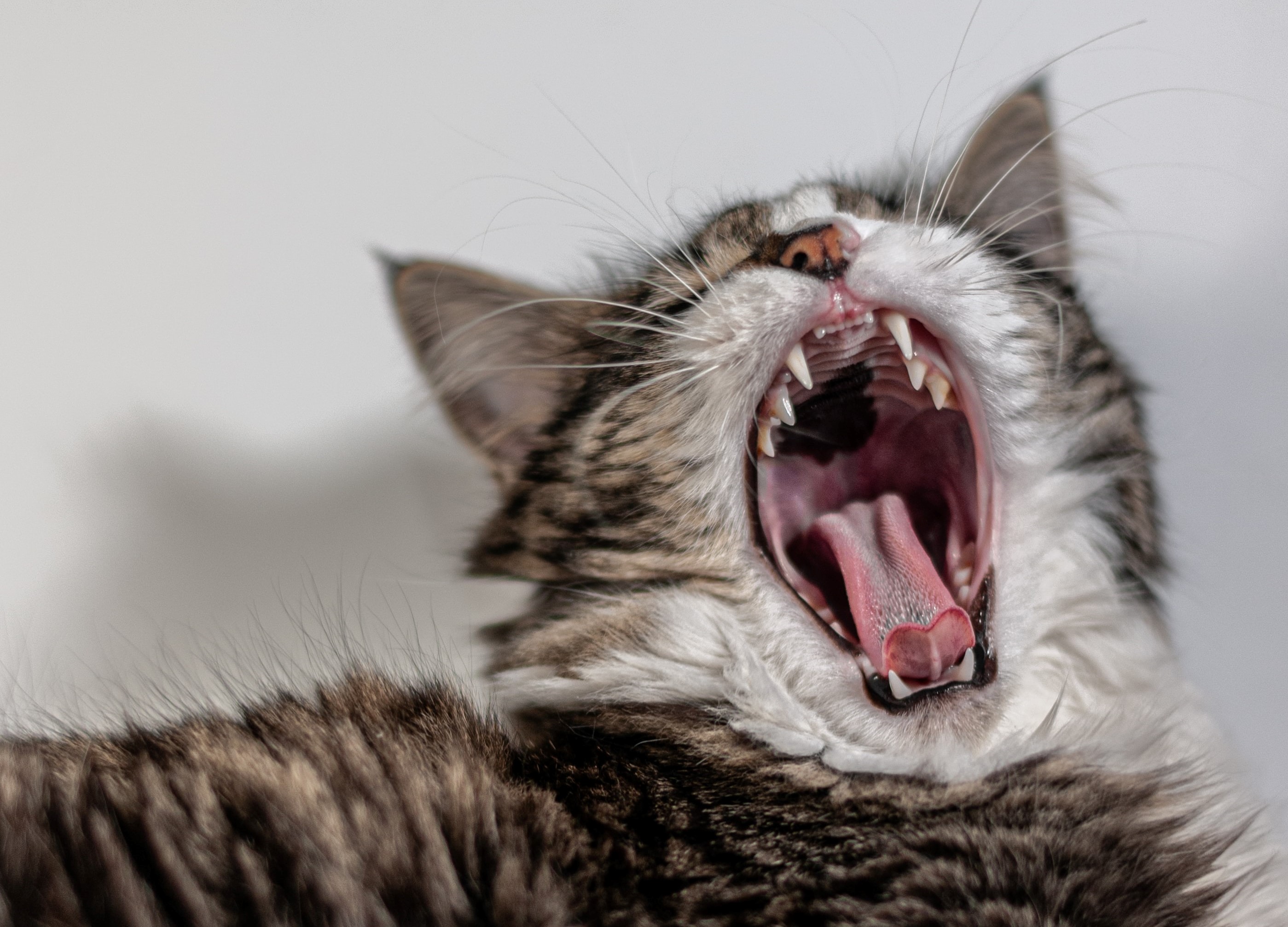 Goodwill inaktive kort Katte skal også til tandlægen | Dyrenes Beskyttelse