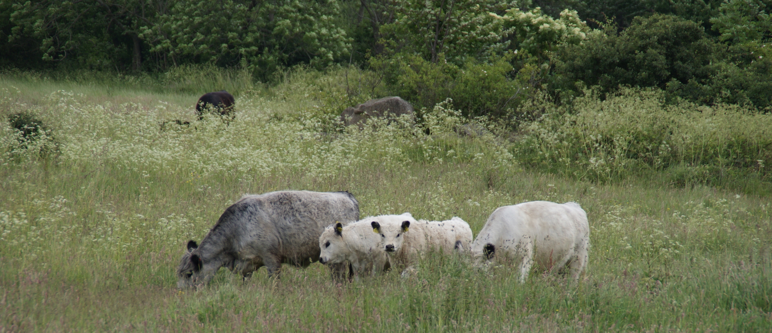 Græssende kvæg i naturområde