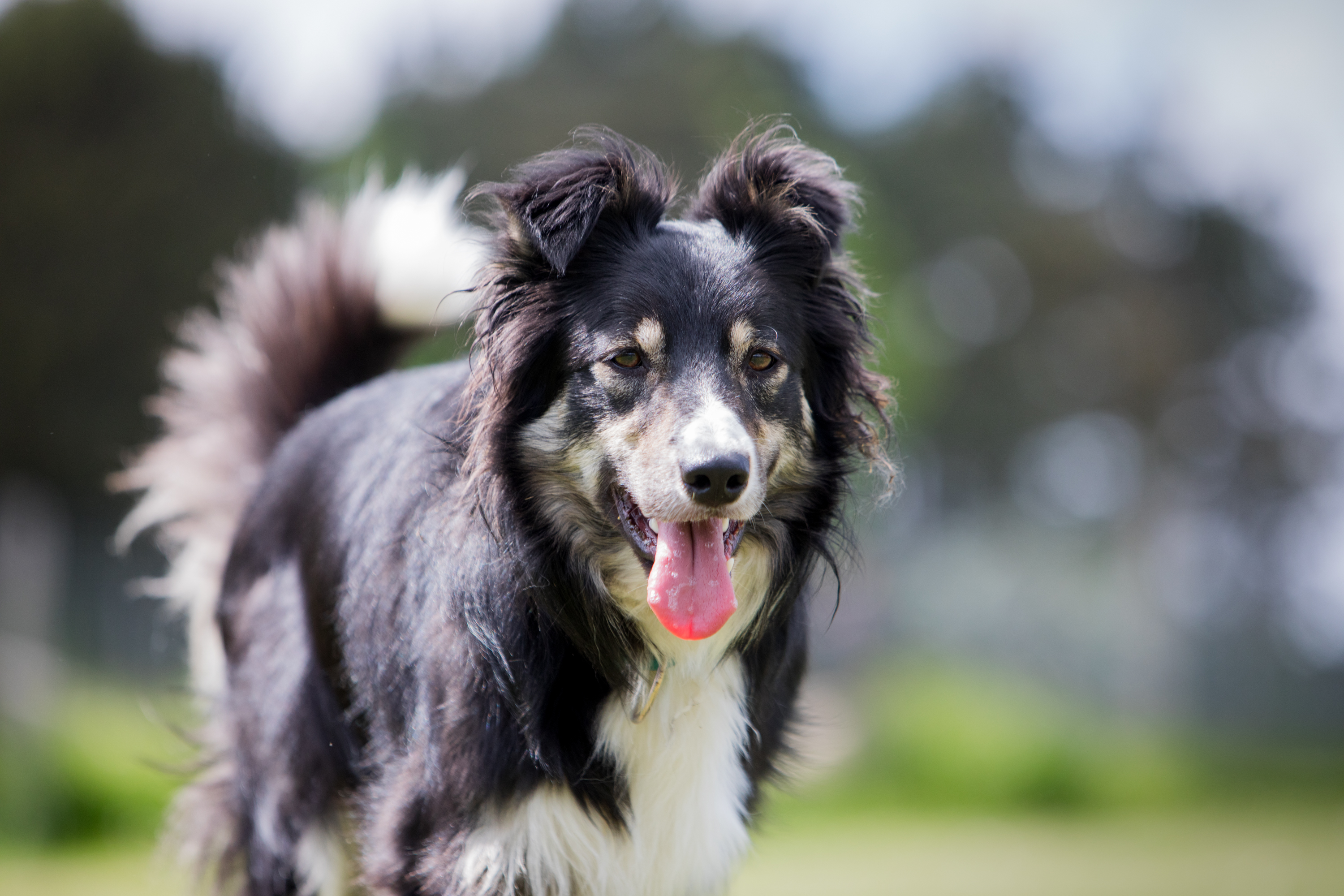 Tjek seniorhund | Dyrenes