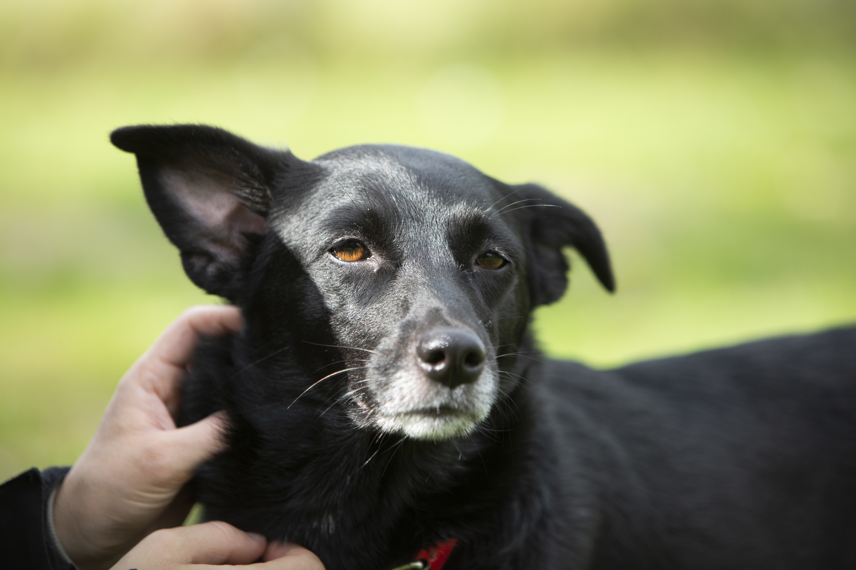 Senior hund Roskilde