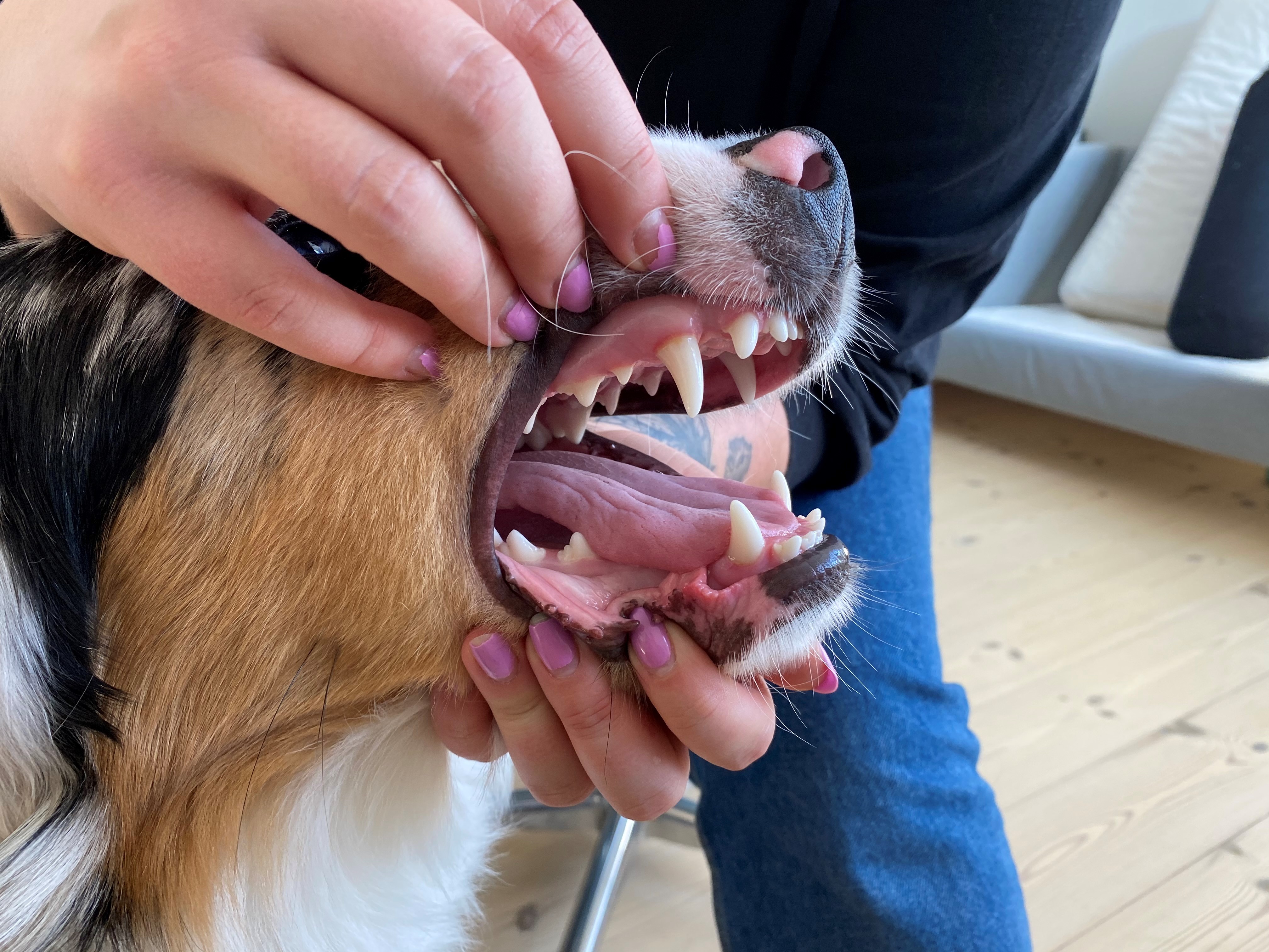 Massakre forbedre Playful Husk hundens tandpleje | Dyrenes Beskyttelse