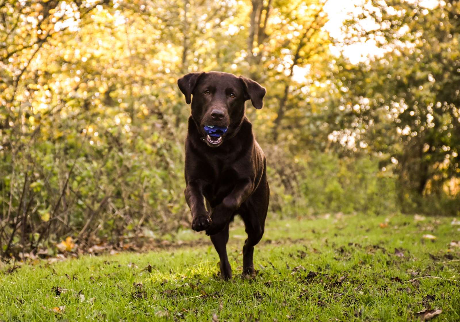 Bolden kan ikke aktivere hunden alene | Dyrenes