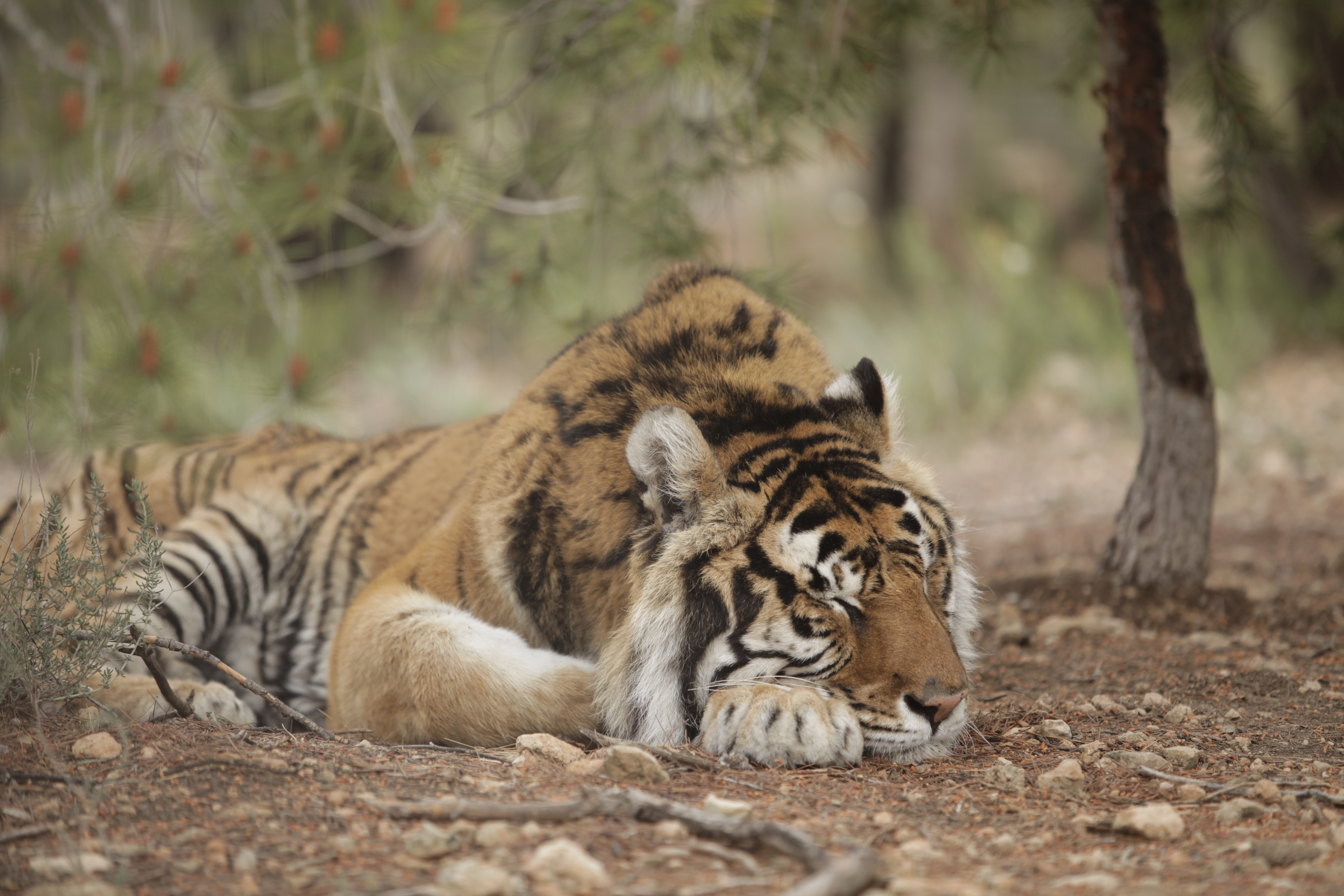 Tigeren Keni blev reddet fra et hårdt liv i cirkus