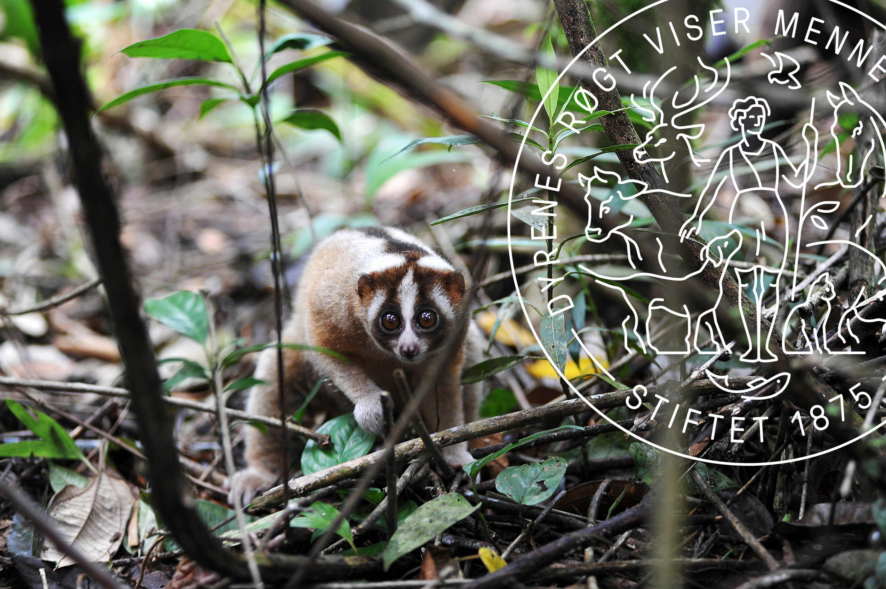 Foto: Jefri Tarigan Slow loris