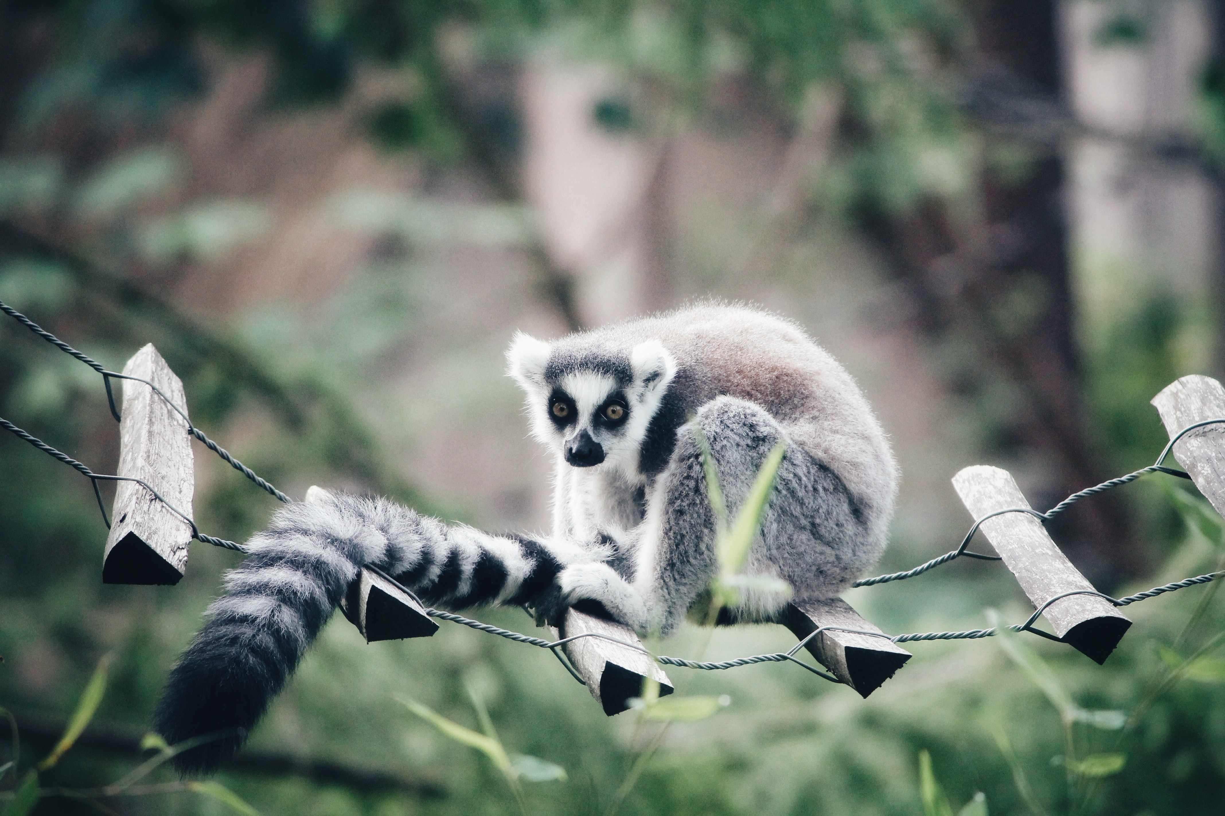 En lemur i zoologisk have