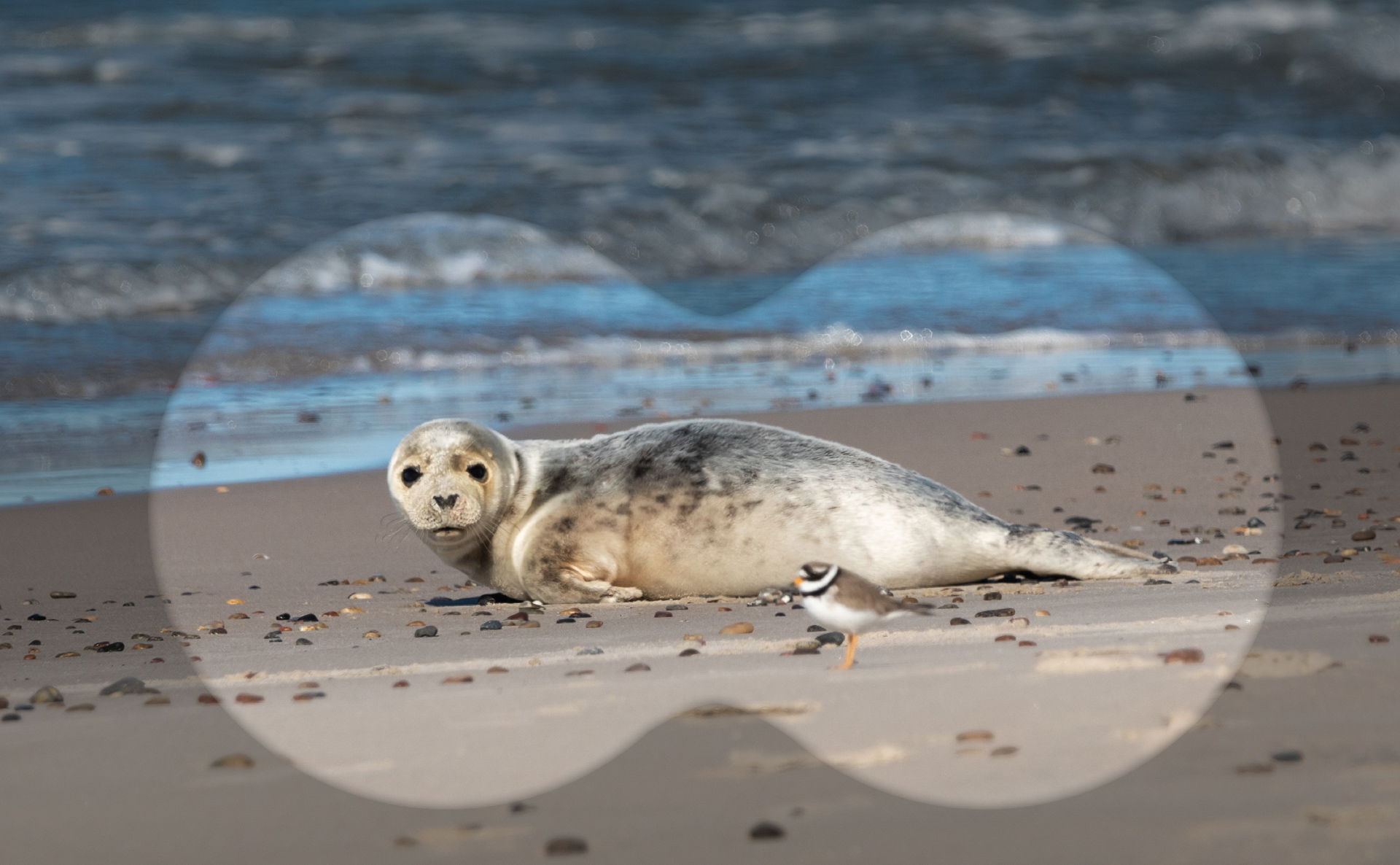 Foto: Asger Thielsen Sæl og stor præstekrave på strand