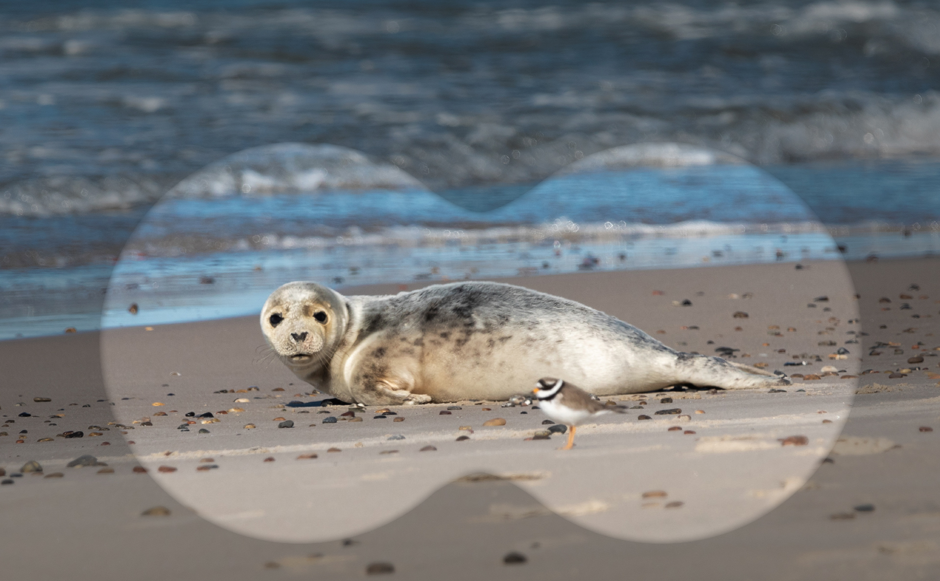 Sæl og stor præstekrave på strand