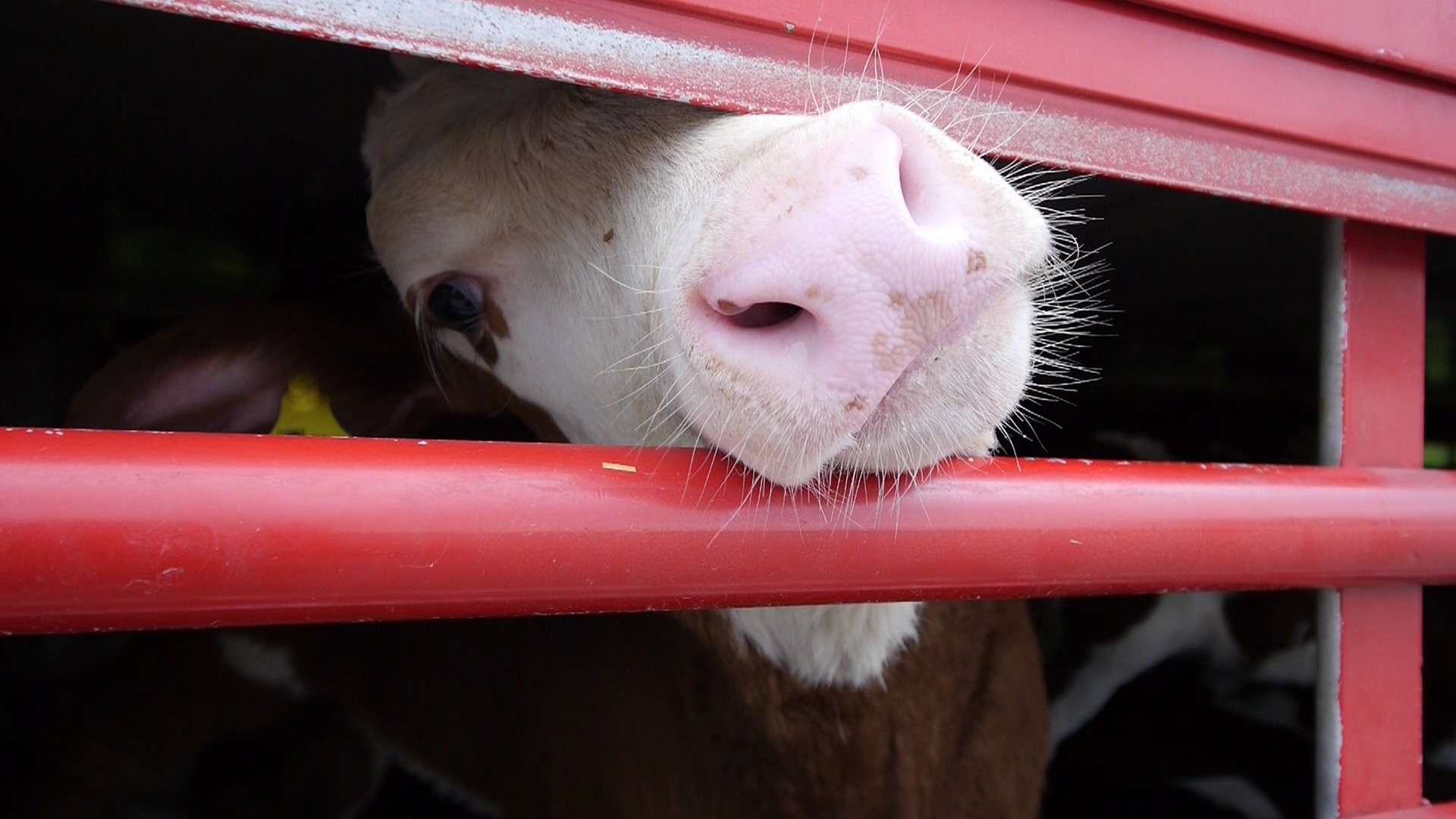 Foto: Eurogroup for Animals Stop lange dyretransporter