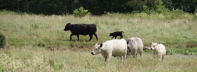 kvæg på naturområde
