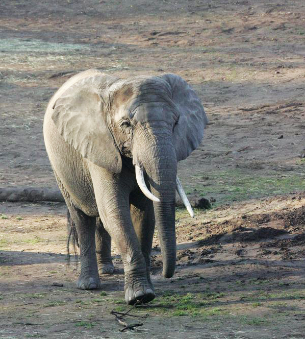 Foto: Knuthenborg Safaripark Pensioneret elefant får nye venner