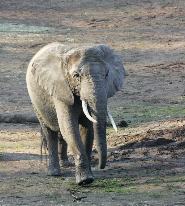 Pensioneret elefant får nye venner