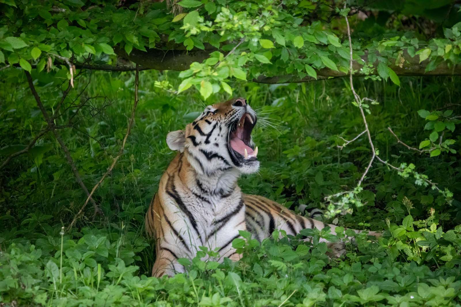 Europas største tigeranlæg er åbnet