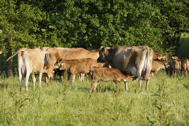 Jerseykøer med kalve på Svanholms græsmark