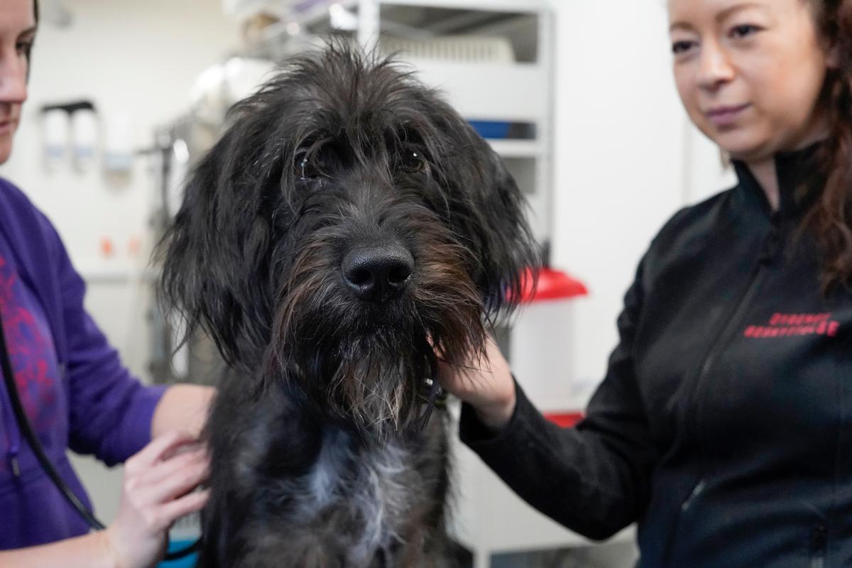 Efterladte eller vanrøgtede hunde, som meldes til 1812 sendes til internat Hund undersøges af dyrlæge