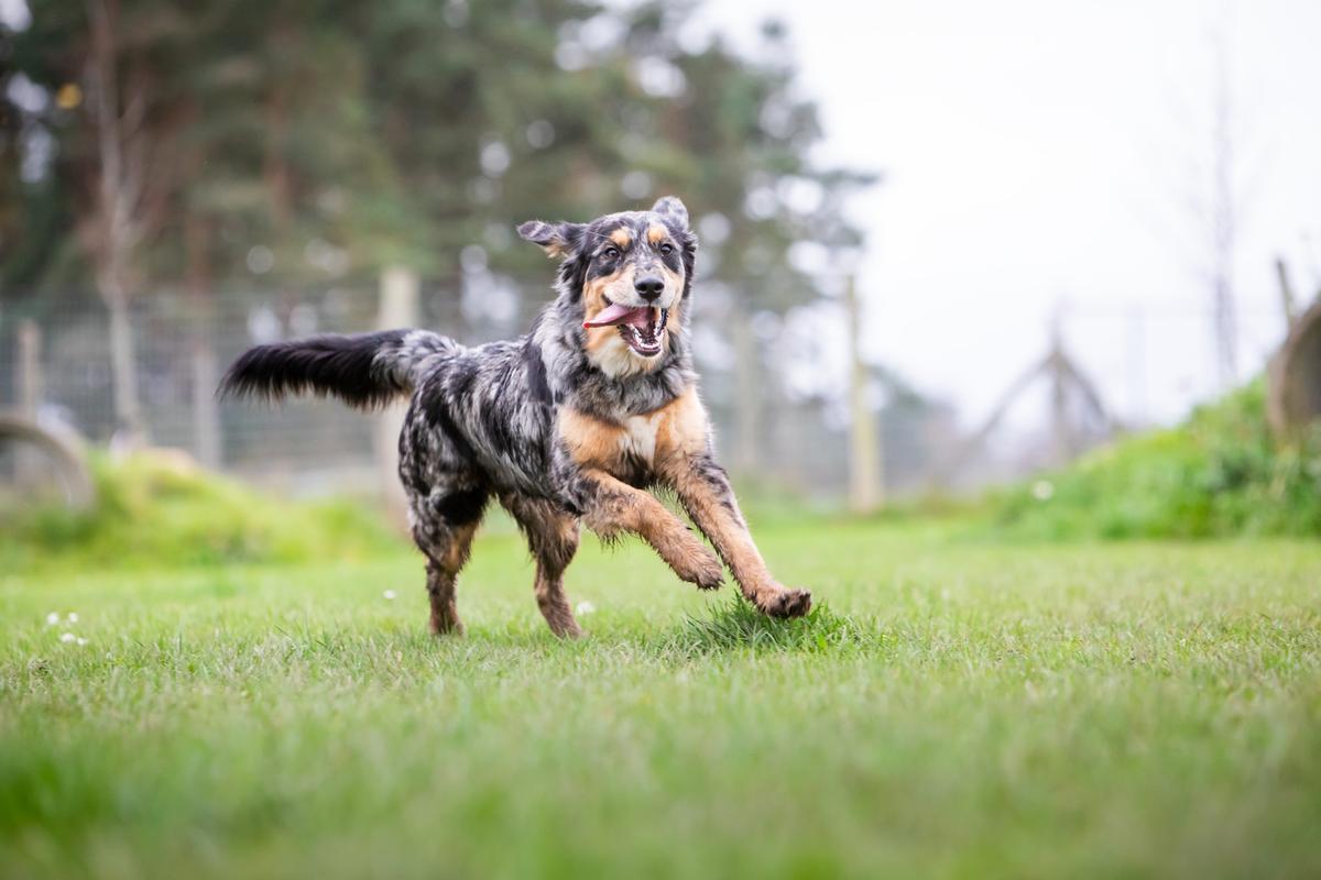 Hund på internat