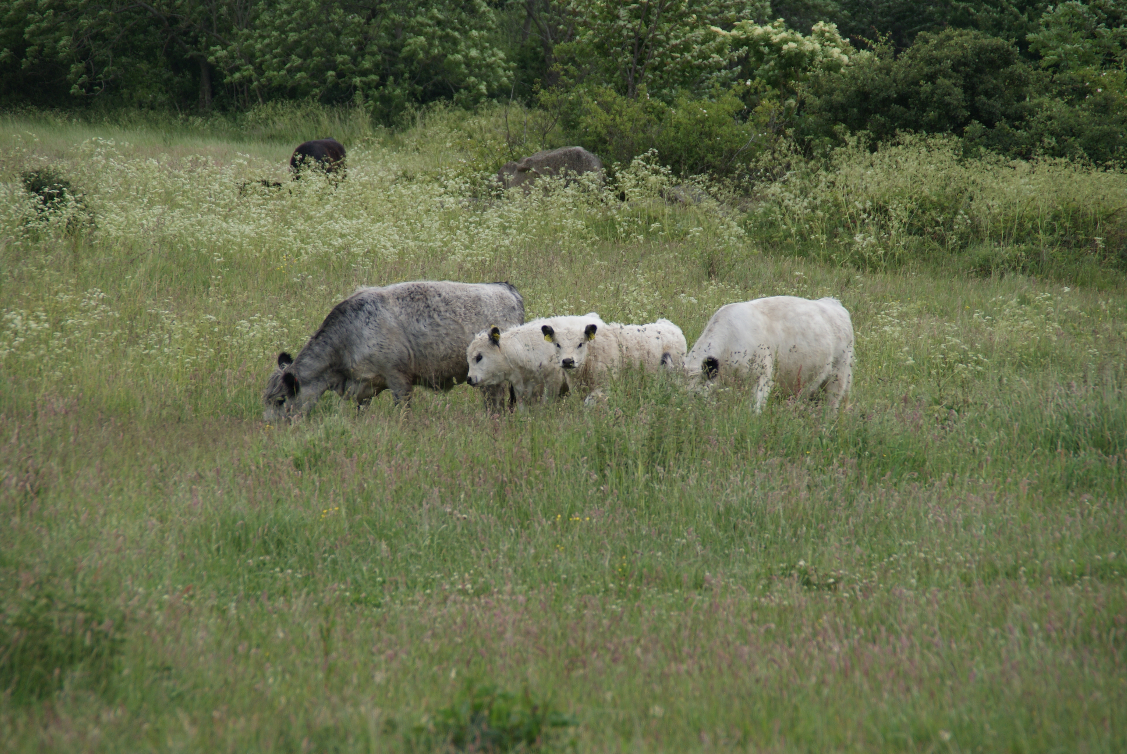 Husdyr i naturnationalpark