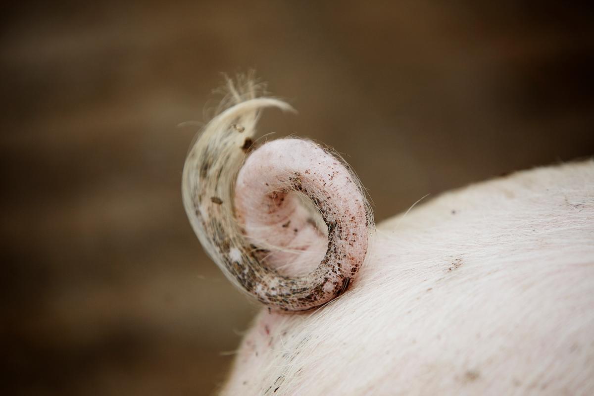 En gris med krølle på halen