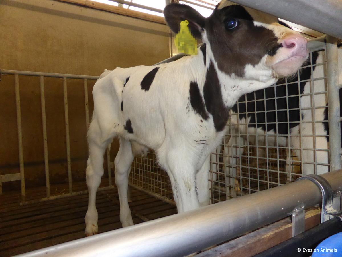 Foto: Eyes on Animals Kalv i hollandsk stald