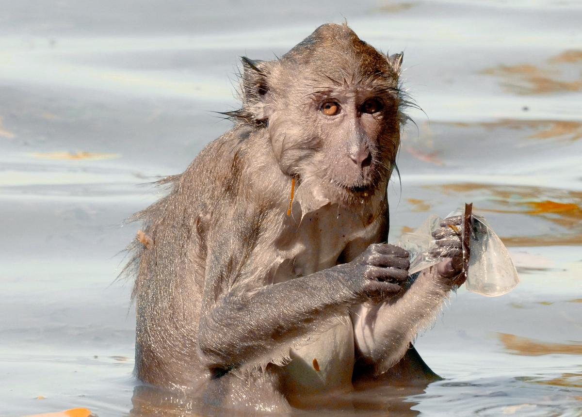 Langhalede makaker elsker at bade