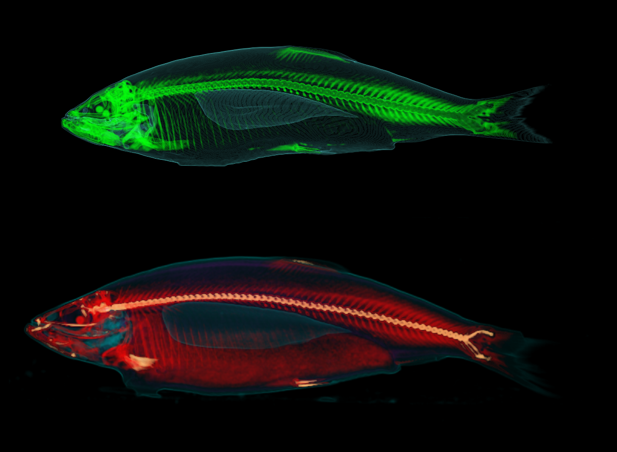 CT-scanninger af fiskene og kunstig intelligens indgår i studiet af stimefisk. Her er det dog scanninger af laks. Foto: Teknologisk Institut CT-scanninger af fisk