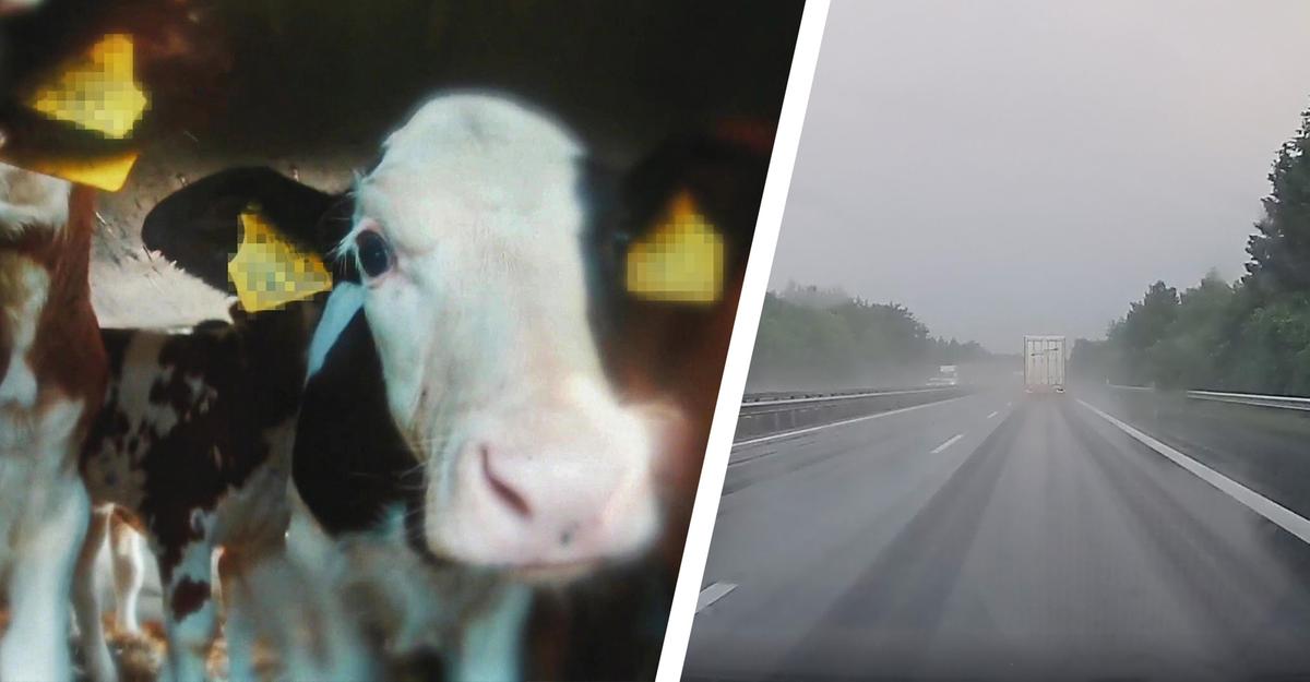 Foto: Animal Welfare Foundation & Dyrenes Beskyttelse Kalve i transportvogn