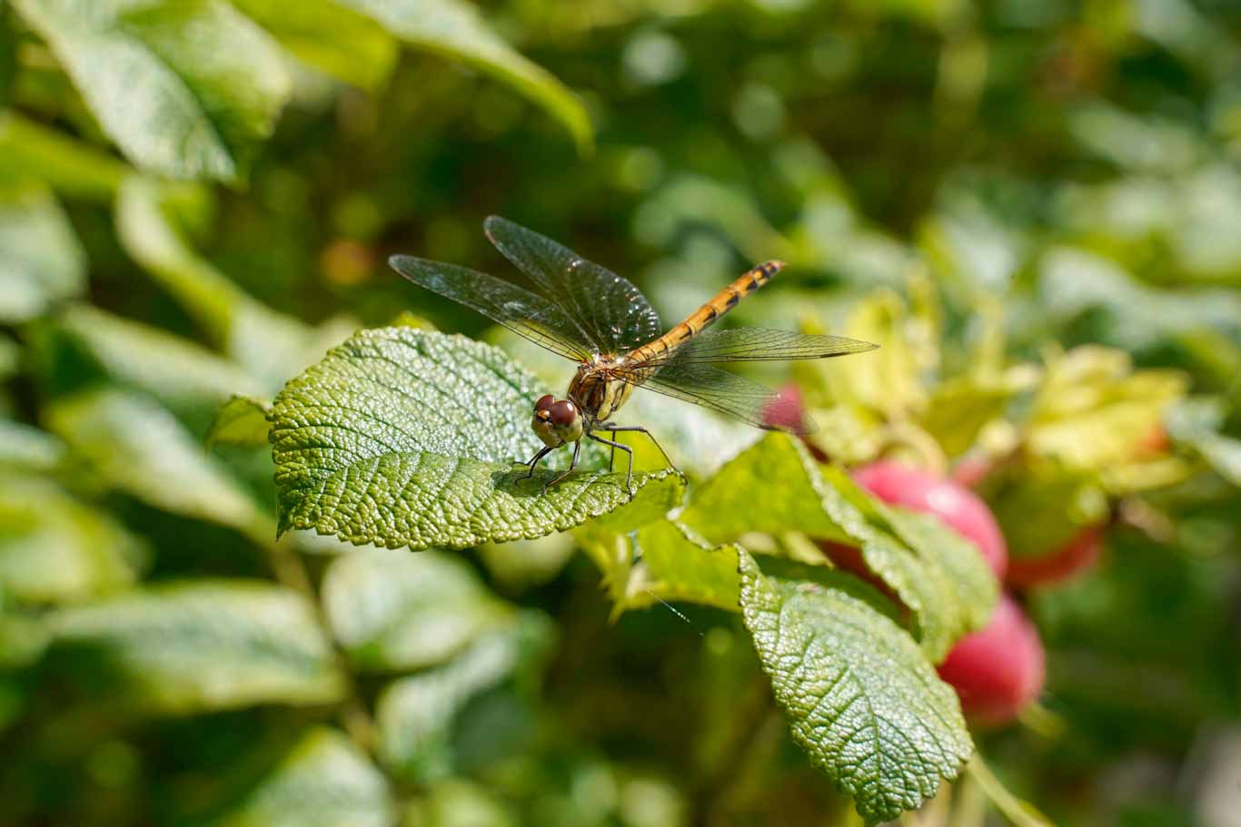 Biodiversitet hedelibel dyrenes beskyttelse