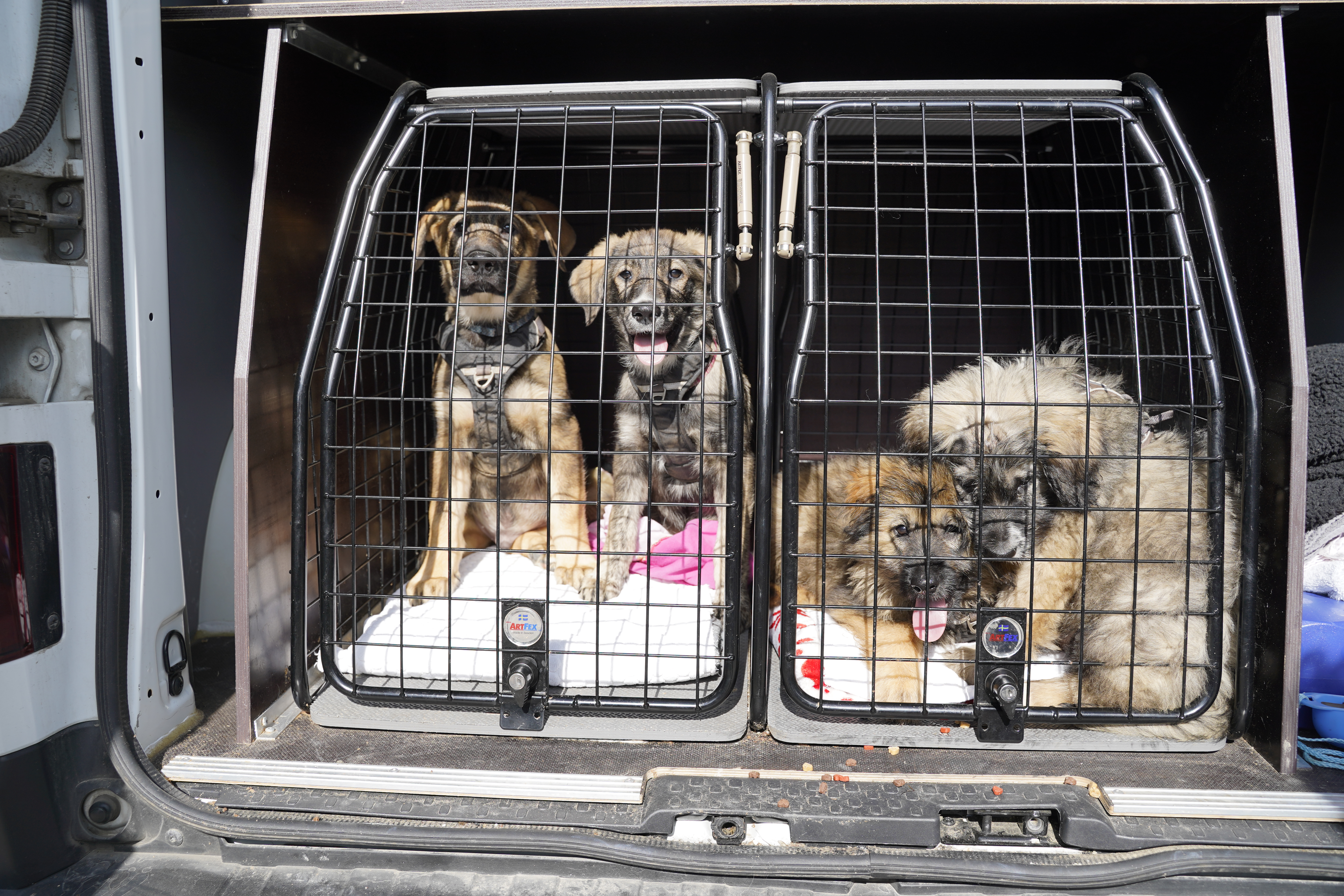 Hundehvalpe fra dyreværnssag i 2021