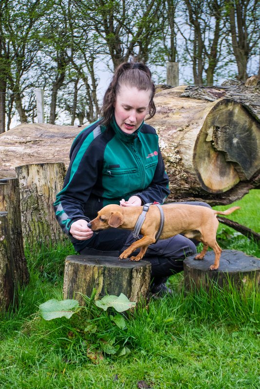 ægteskab Erobring Krigsfanger Hundepension Fyn | Dyrenes Beskyttelse