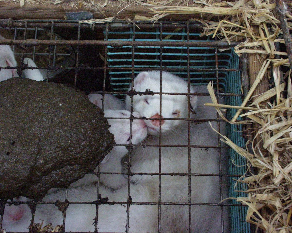 Mink holdes i bure uden plads til, at de kan udfolde deres naturlige adfærd Mink i bur