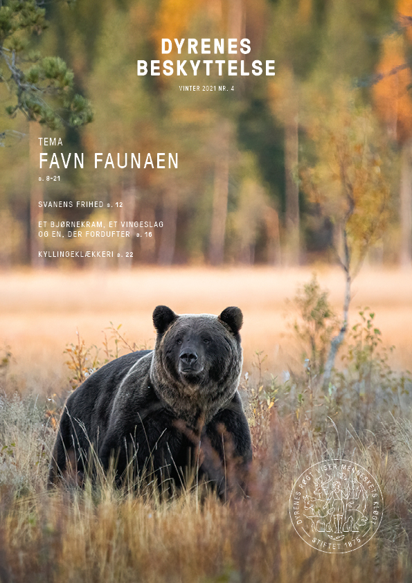 Forside magasin 4, 2021_ skandinavisk brunbjørn 