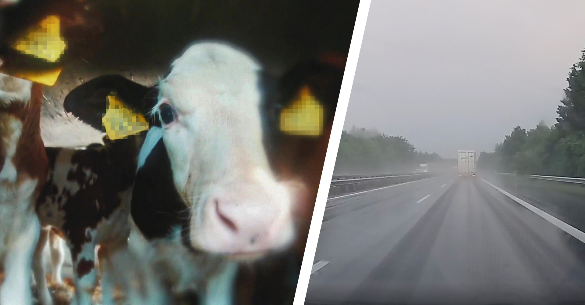 Foto: Animal Welfare Foundation Kalve og kalvetransport