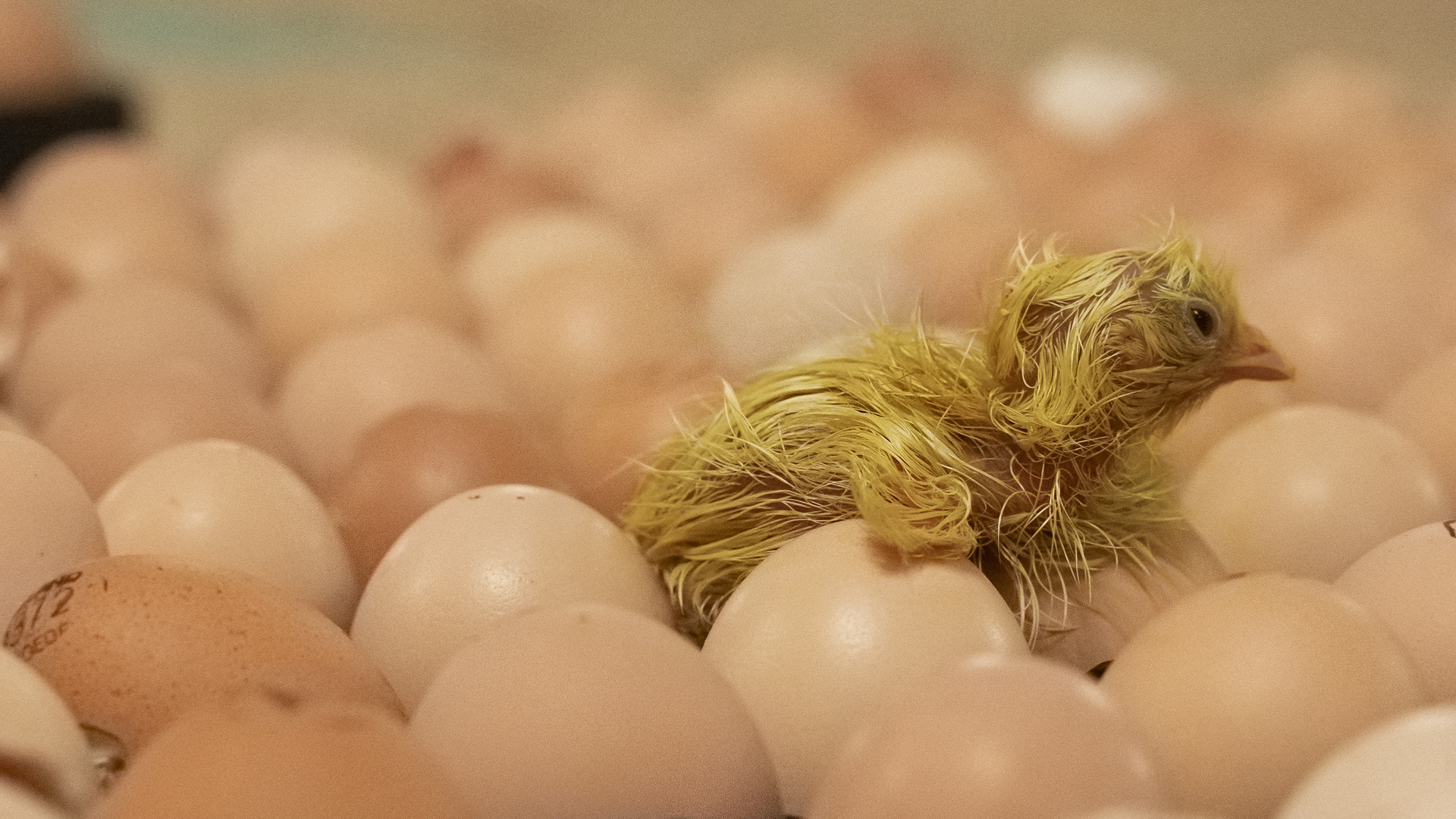 Nyudklækket kylling på æg