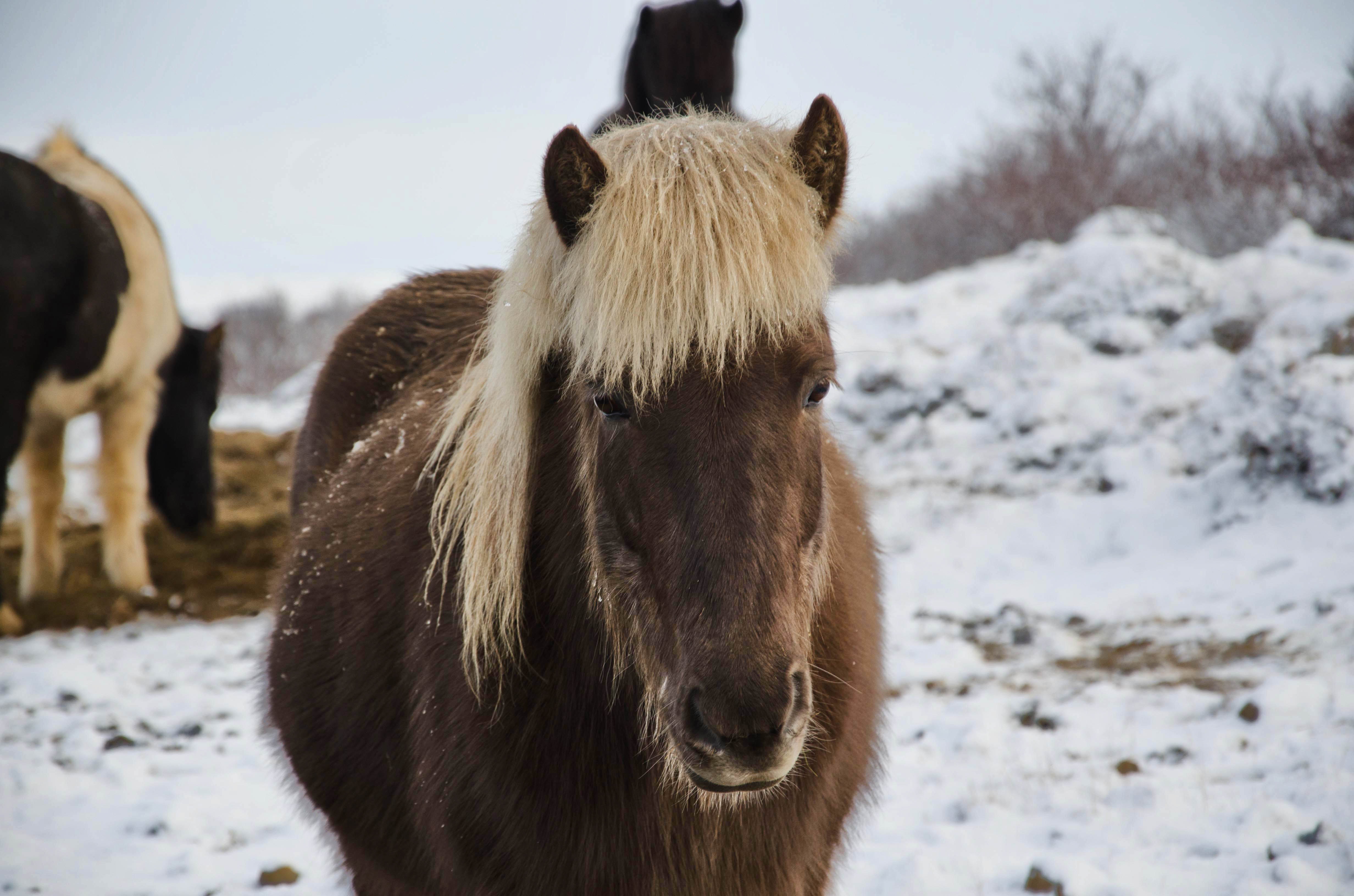 Heste i vintervejr