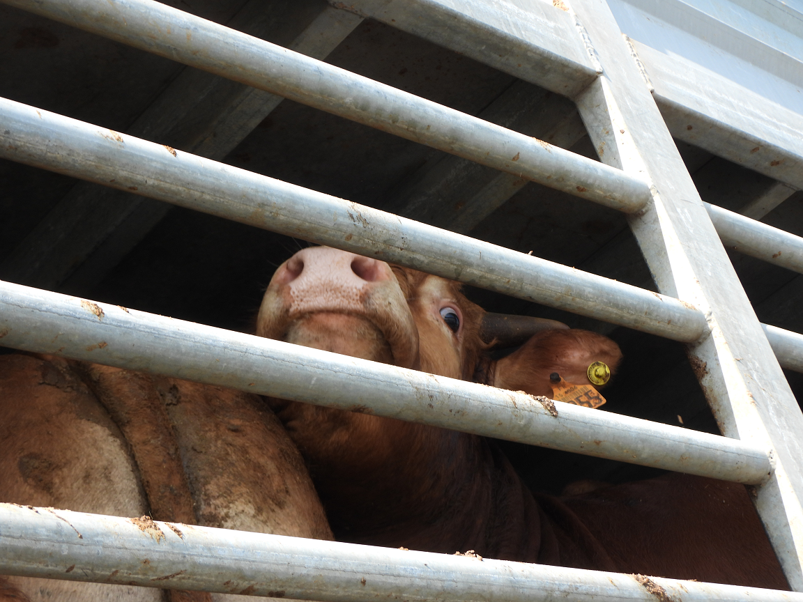 Foto: Animal Welfare Foundation Køer i transportvogn
