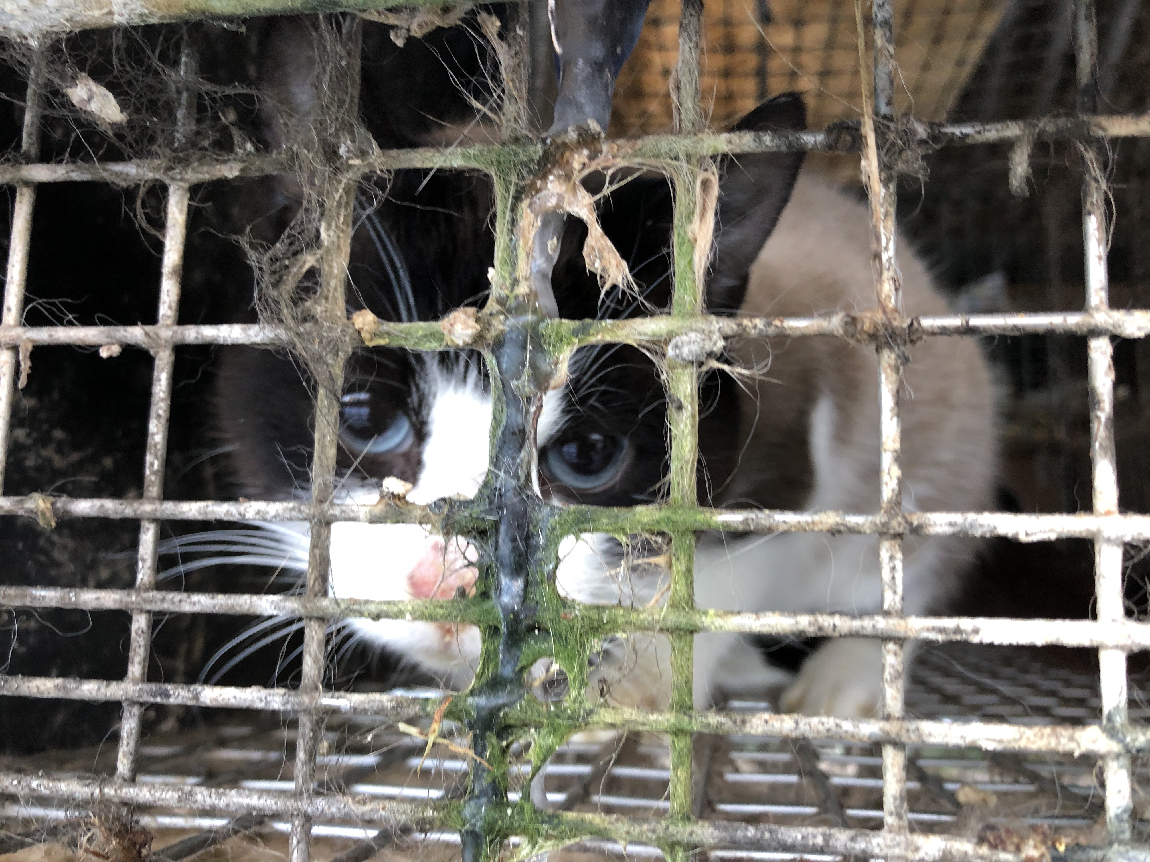 Mink holdes i bure uden plads til, at de kan udfolde deres naturlige adfærd. Foto: De Glemte Danske Ræve Kat i minkbur