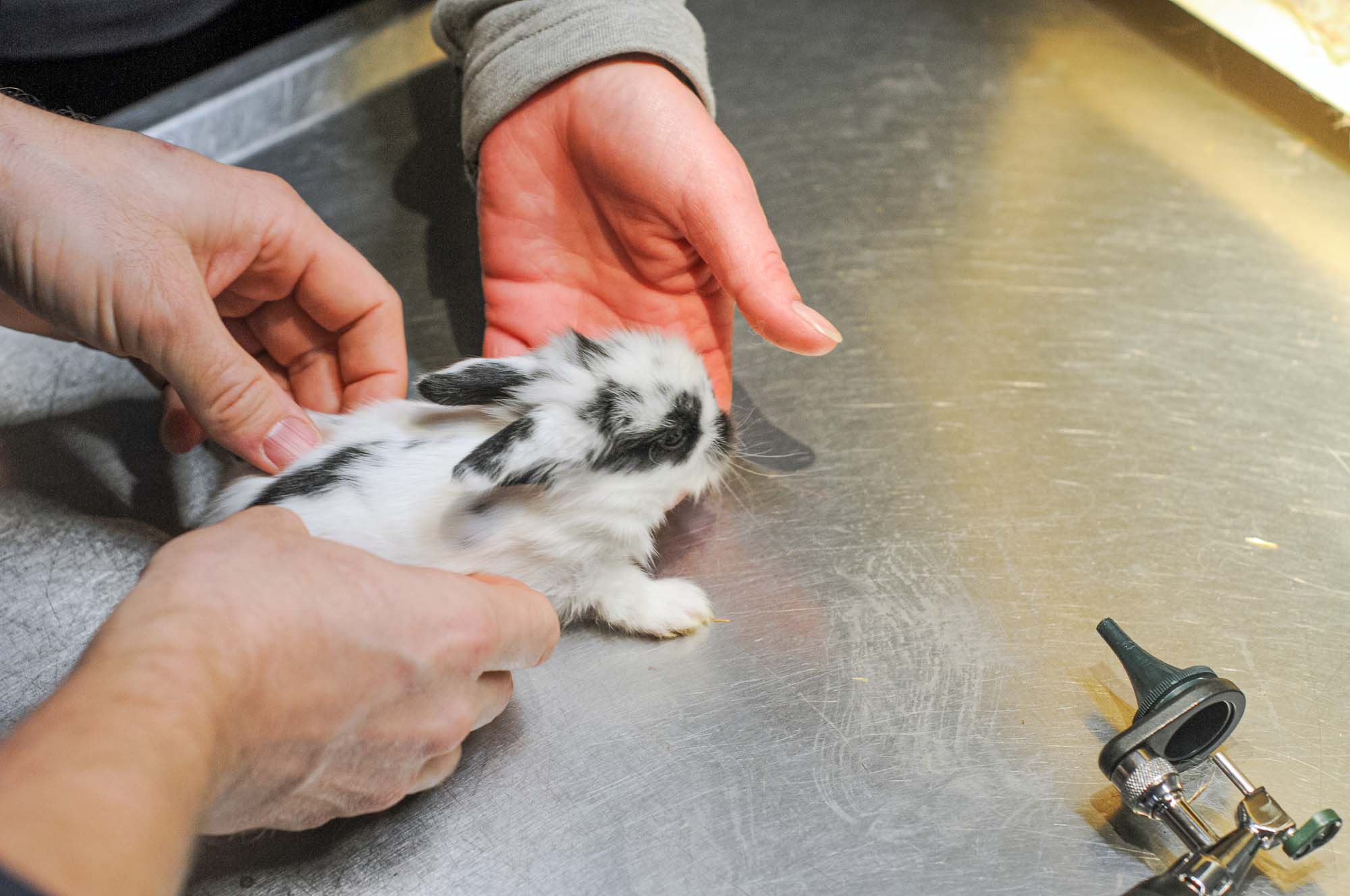 Syge kaniner skal kunne behandles efter bedste evne