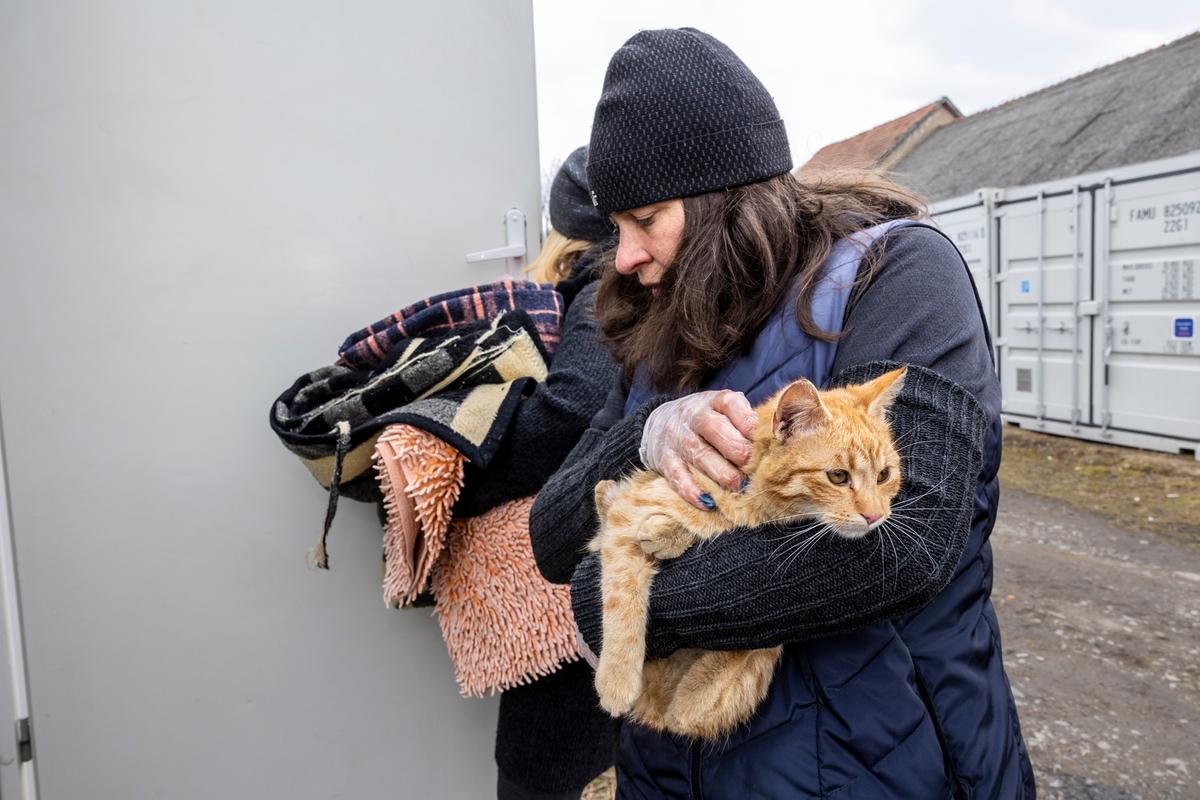 En herreløs kat er ankommet til modtagecenteret ved Medyka. Fremover kan dyrene få hjælp af dyrlæger fra Dyrenes Beskyttelse. Foto: Kristian Brasen Kat