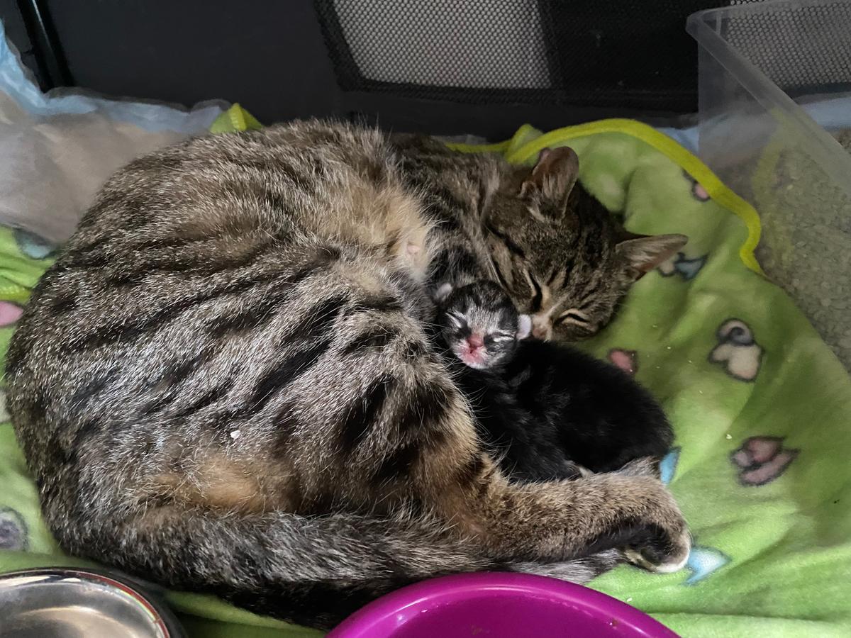 De mange katte fra Kyiv var ikke neutraliserede, og der kom derfor hurtigt killinger til. Foto: Dyrenes Beskyttelse Kat med killing