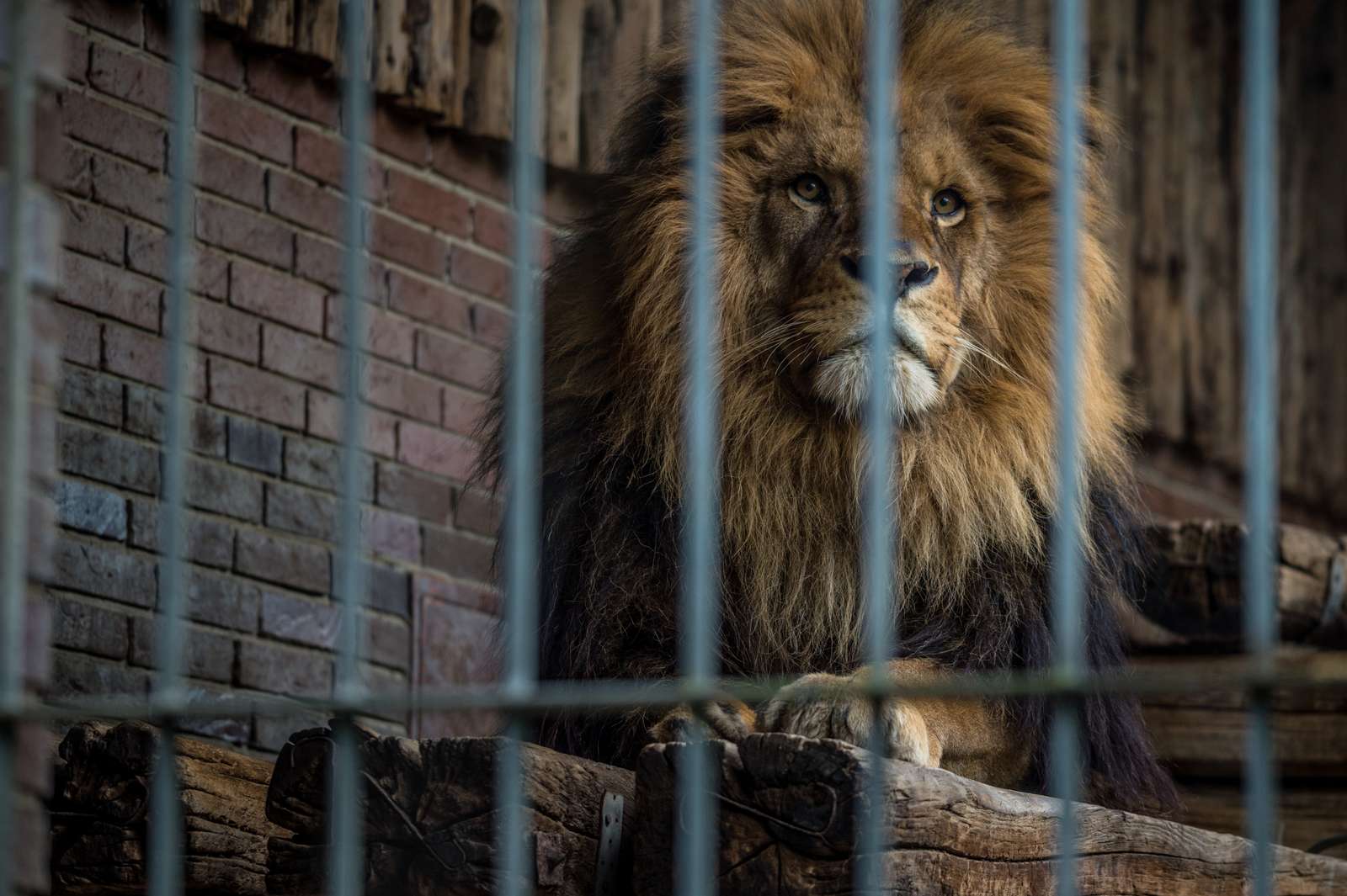 Løve i tysk zoo. Foto: Jo-Anne McArthur / Born Free Foundation / We Animals Media Løve i zoo