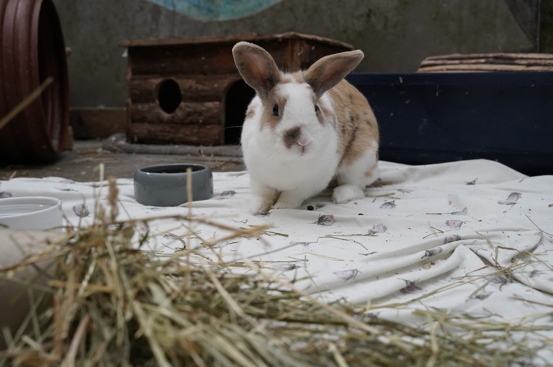 Kanin og dens bolig