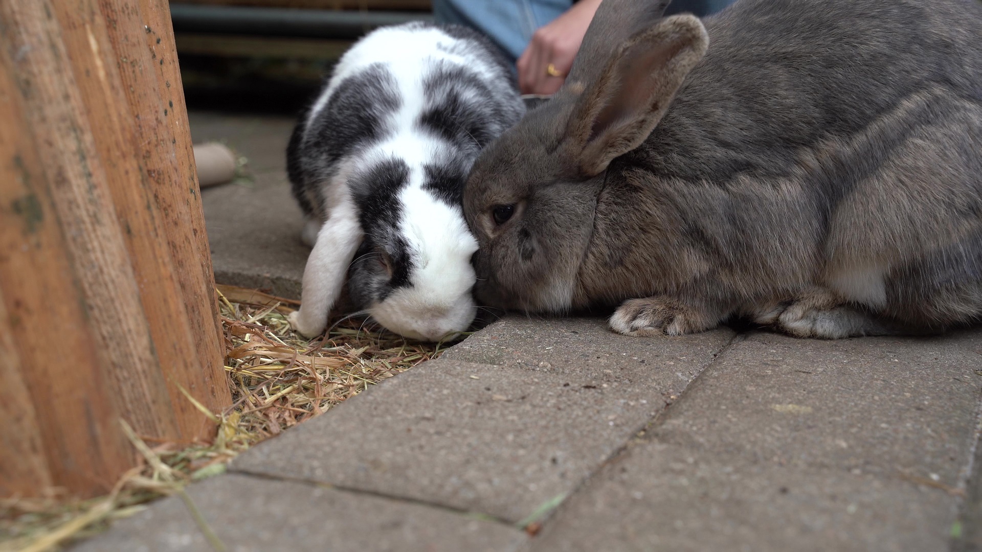 2 kaniner snuser til hinanden