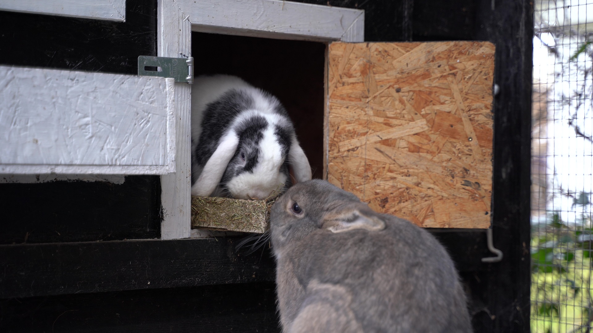 Kaniner snuser til hinanden