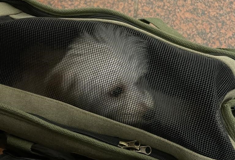 Foto: Privat Lille Maila er med på flugt